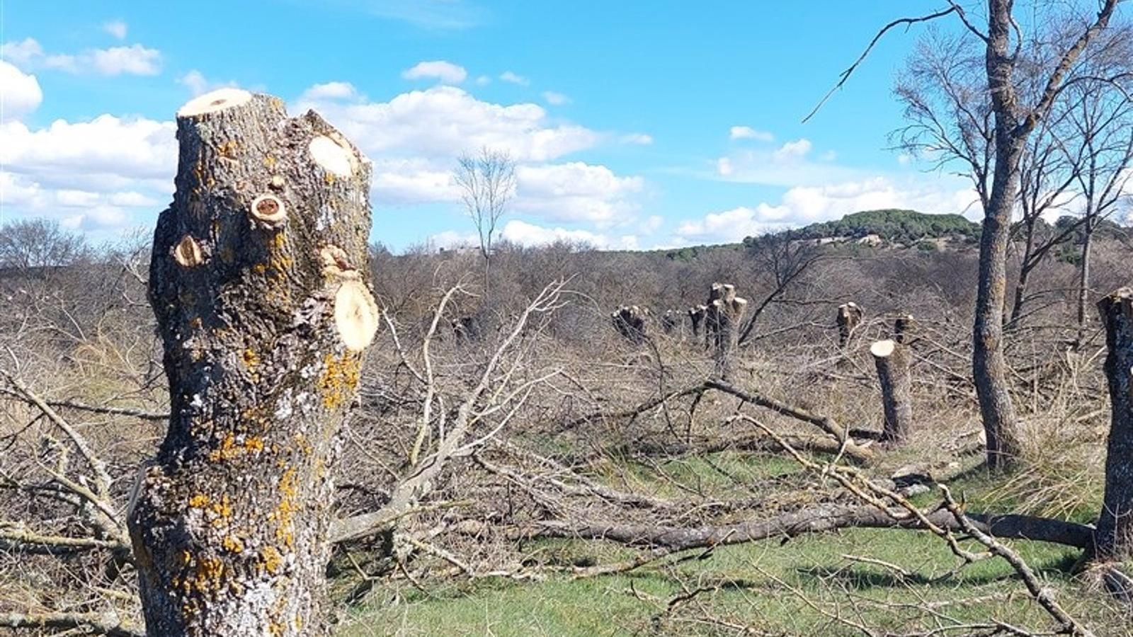 Cortan una fresneda de gran valor ecológico en el Parque Regional del Curso Medio del río Guadarrama