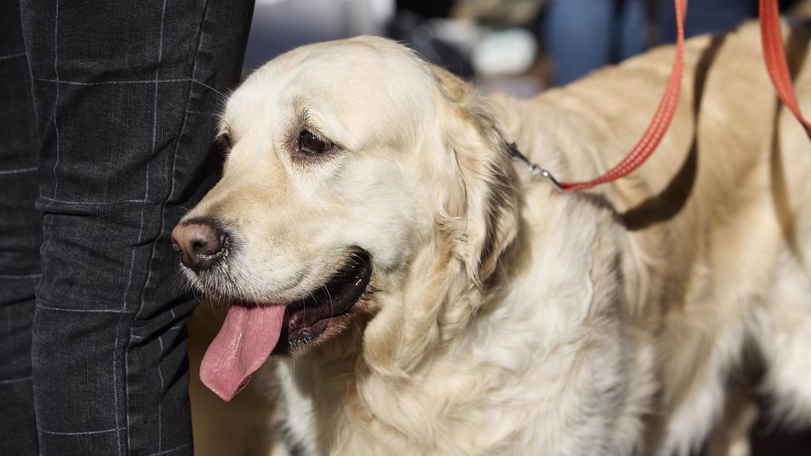 Los parques de la capital tendrán 1.300 papeleras más con bolsas para excrementos caninos