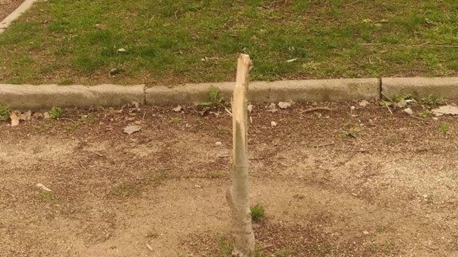 Destrozan varios chopos jóvenes en el parque de La Chopera de Leganés