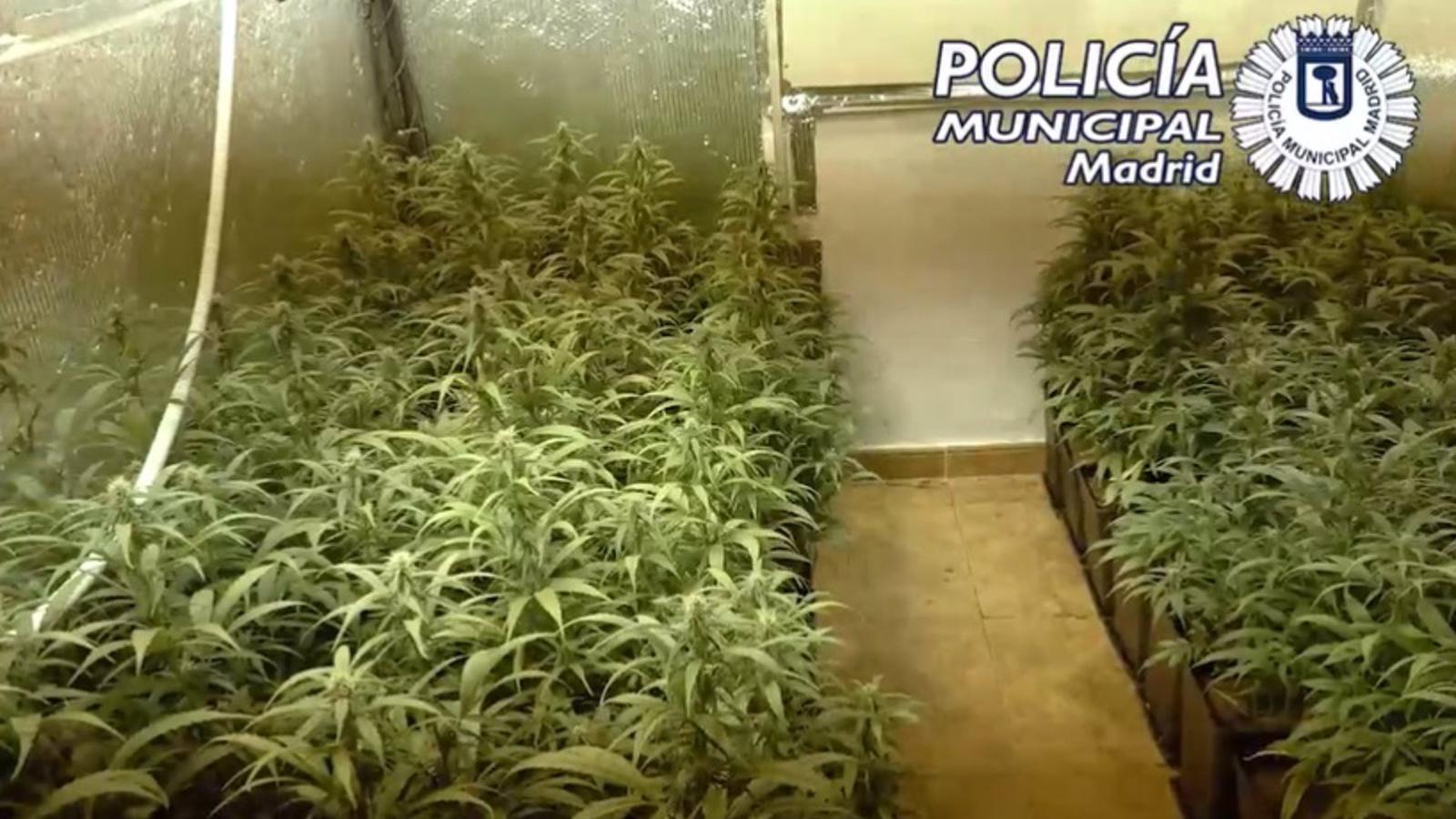 La policía halla 229 plantas de marihuana cuando desahuciaban un piso en Cuatro Vientos