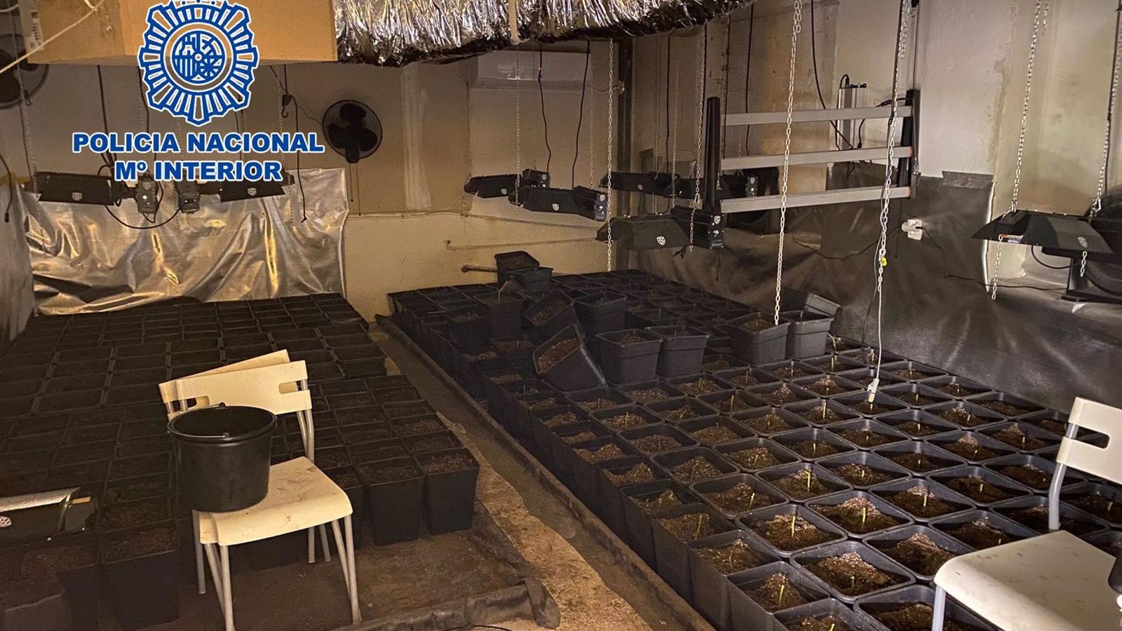 Desmantelada una red de cultivo y tráfico de marihuana ubicada a las puertas de un instituto en Rivas