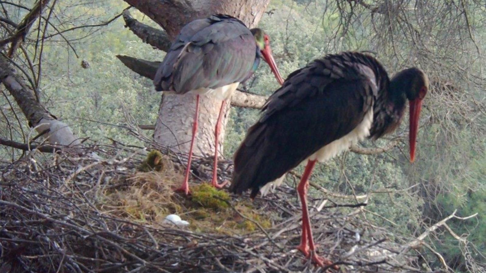La presencia de cigüeña negra se duplica en la región