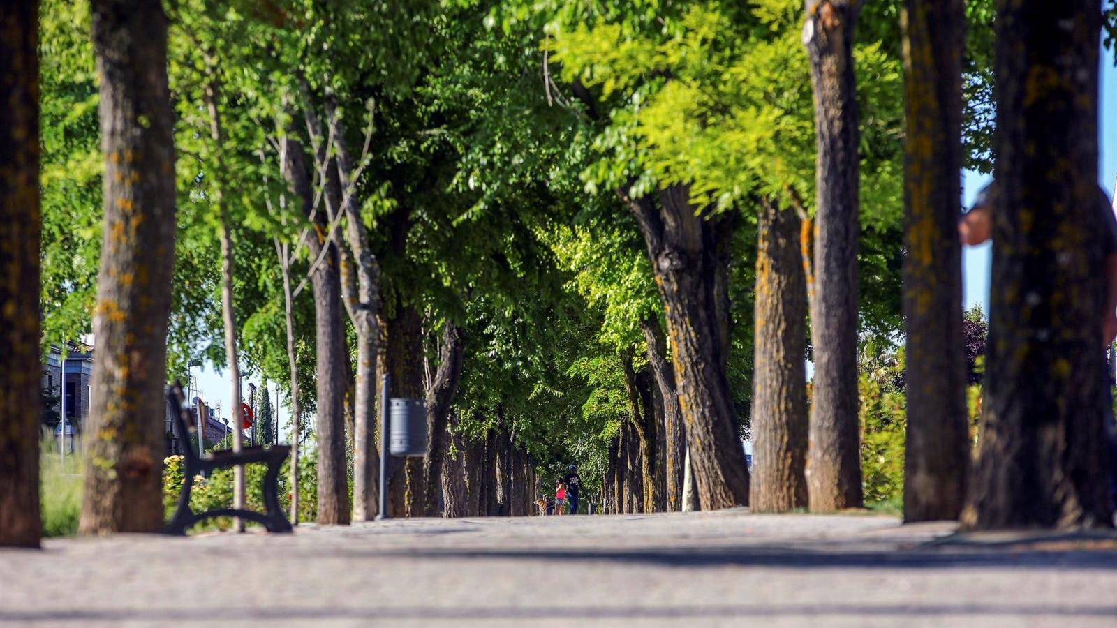 Las Rozas, reconocido con el galardón 'Tree Cities of the World' por su gestión del arbolado urbano