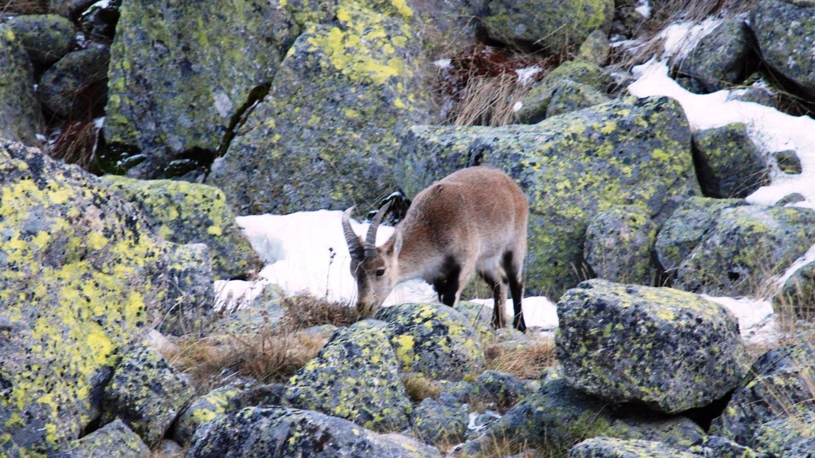 Aprobado un plan para reducir la superpoblación de cabra montés en el Parque Nacional de la Sierra del Guadarrama