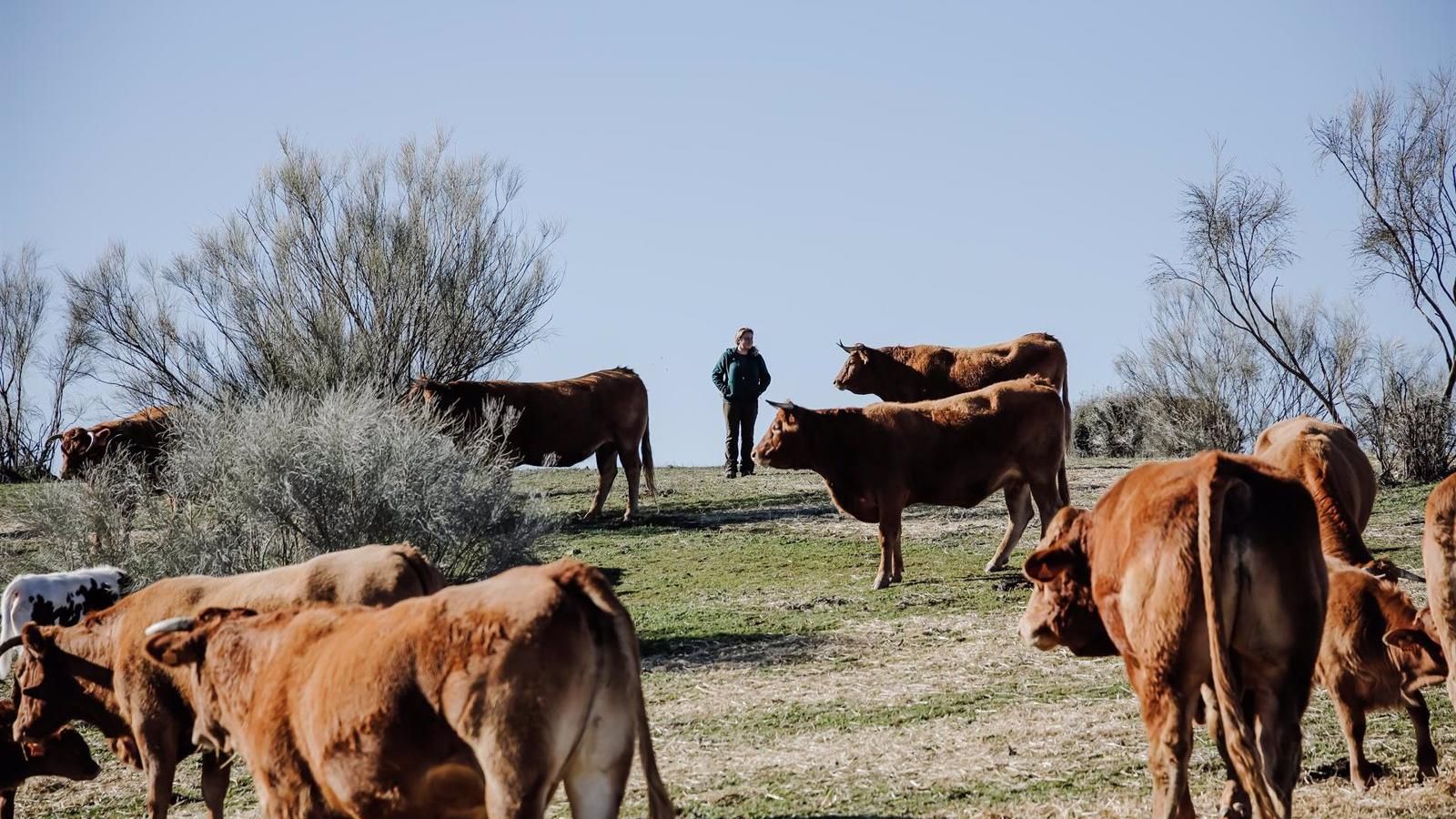 Ganaderos y productores de uva de la región podrán beneficiarse de la reducción de módulos en el régimen del IRPF