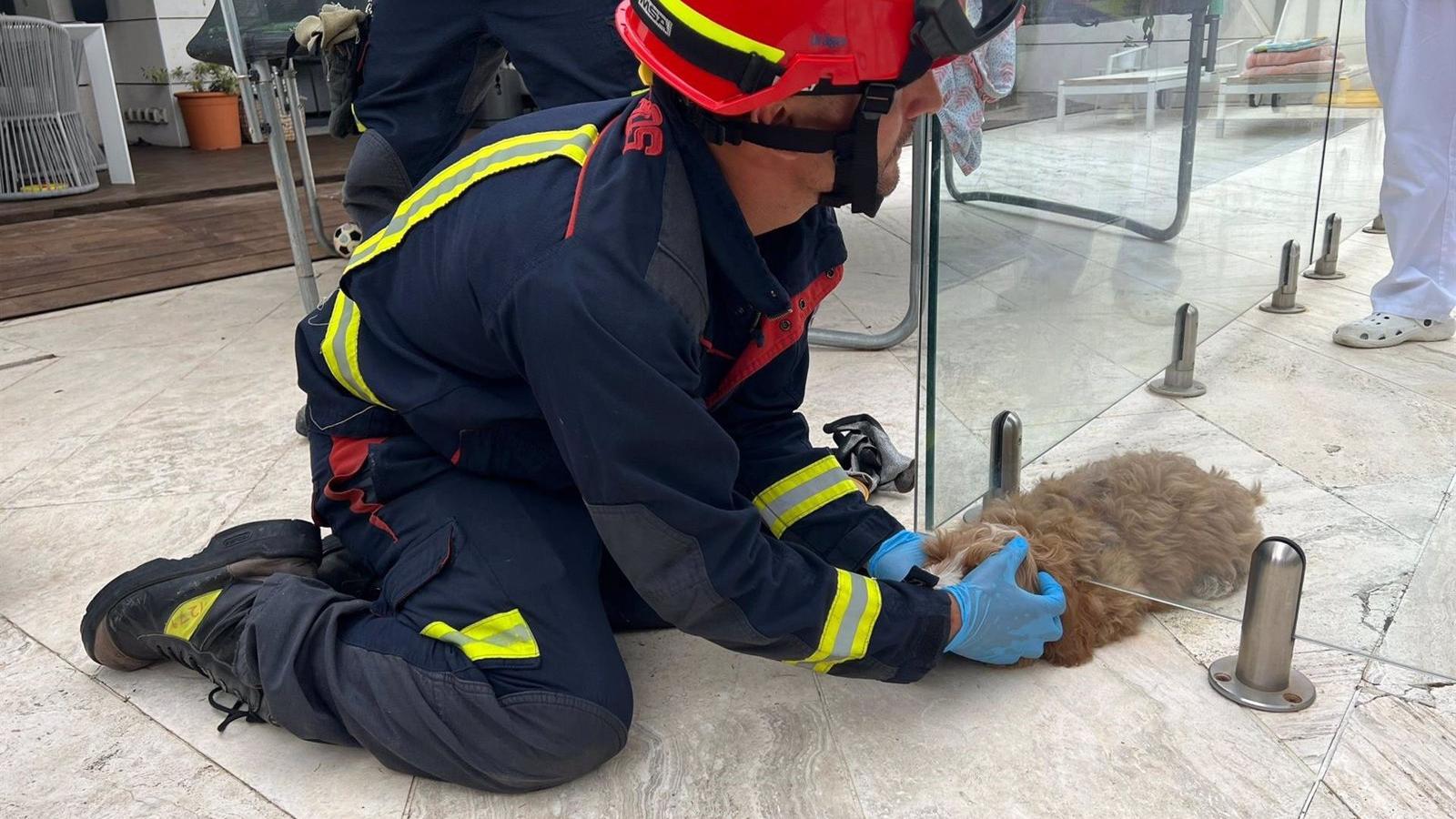Bomberos liberan a un cachorro atrapado en el cerramiento exterior de una piscina de Pozuelo