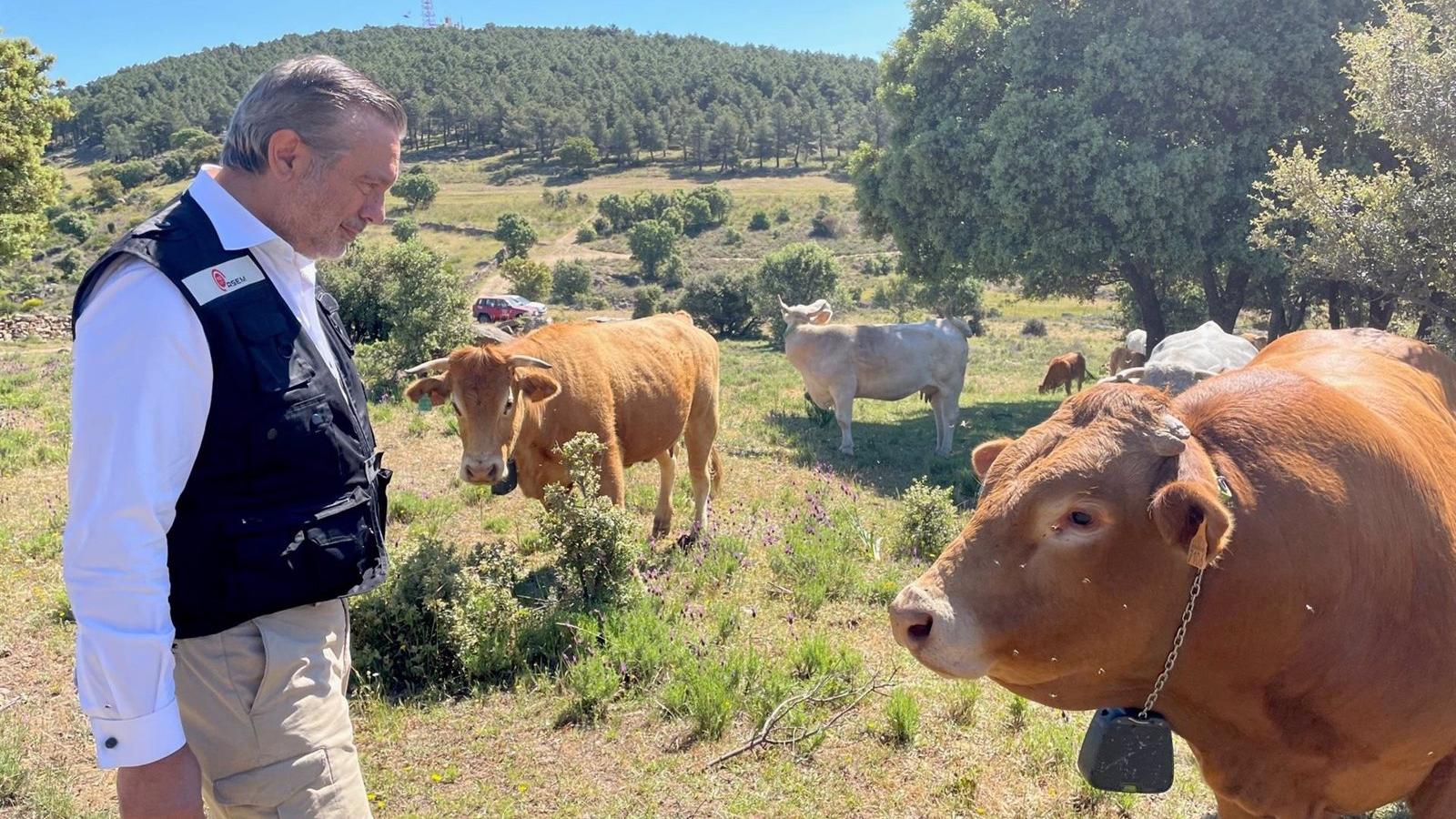 Un proyecto piloto en la Comunidad controlará y dirigirá al ganado con collares GPS para prevenir incendios forestales