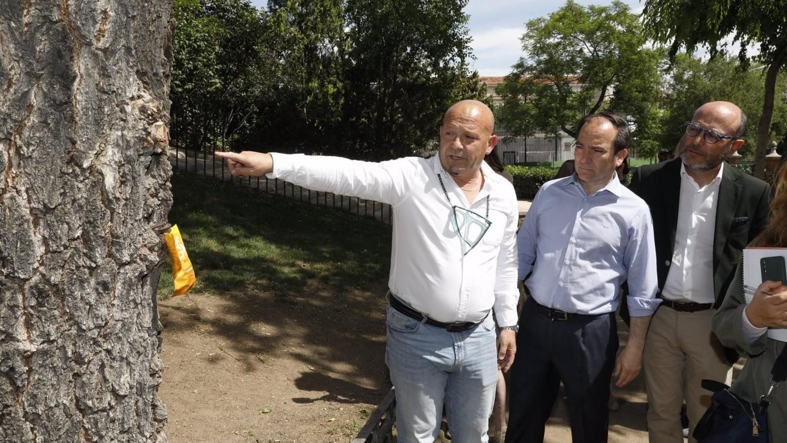 El Ayuntamiento inicia la campaña de control de la galeruca en los olmos de Madrid