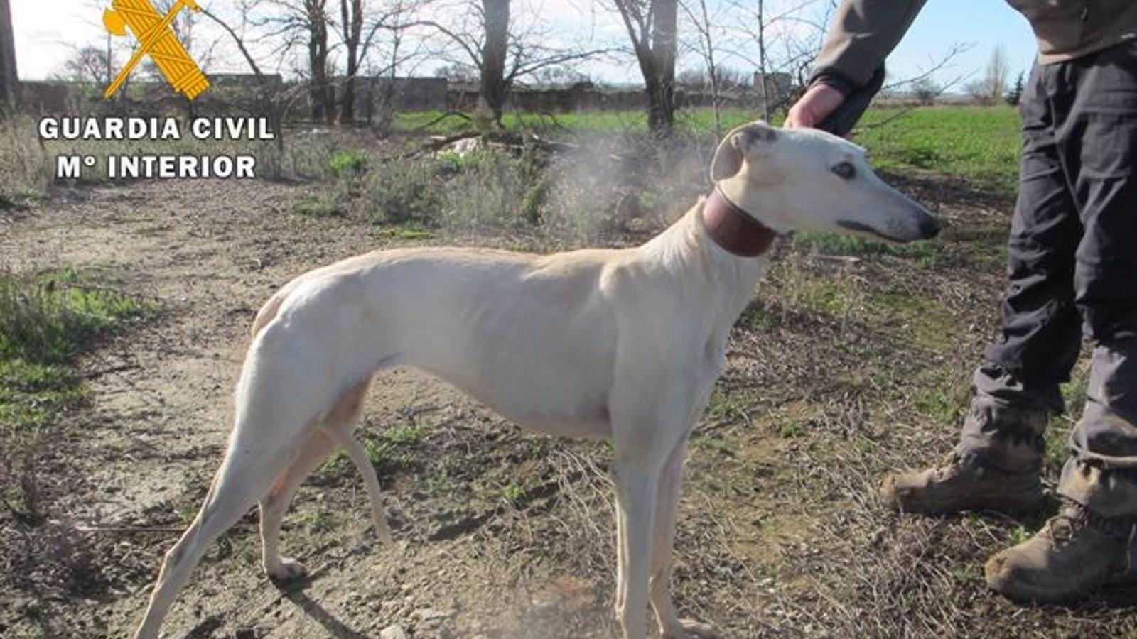 La Guardia Civil investiga a tres personas, una en Valdemoro, por robar tres galgos en el norte de Ávila