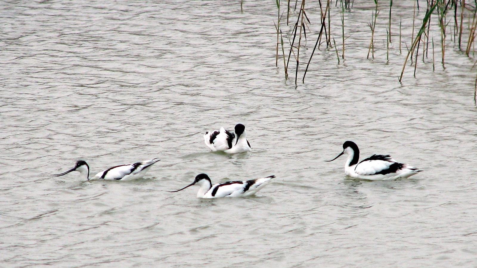 Nuevo foco de gripe aviar en el Parque Tierno Galván de San Martín de la Vega