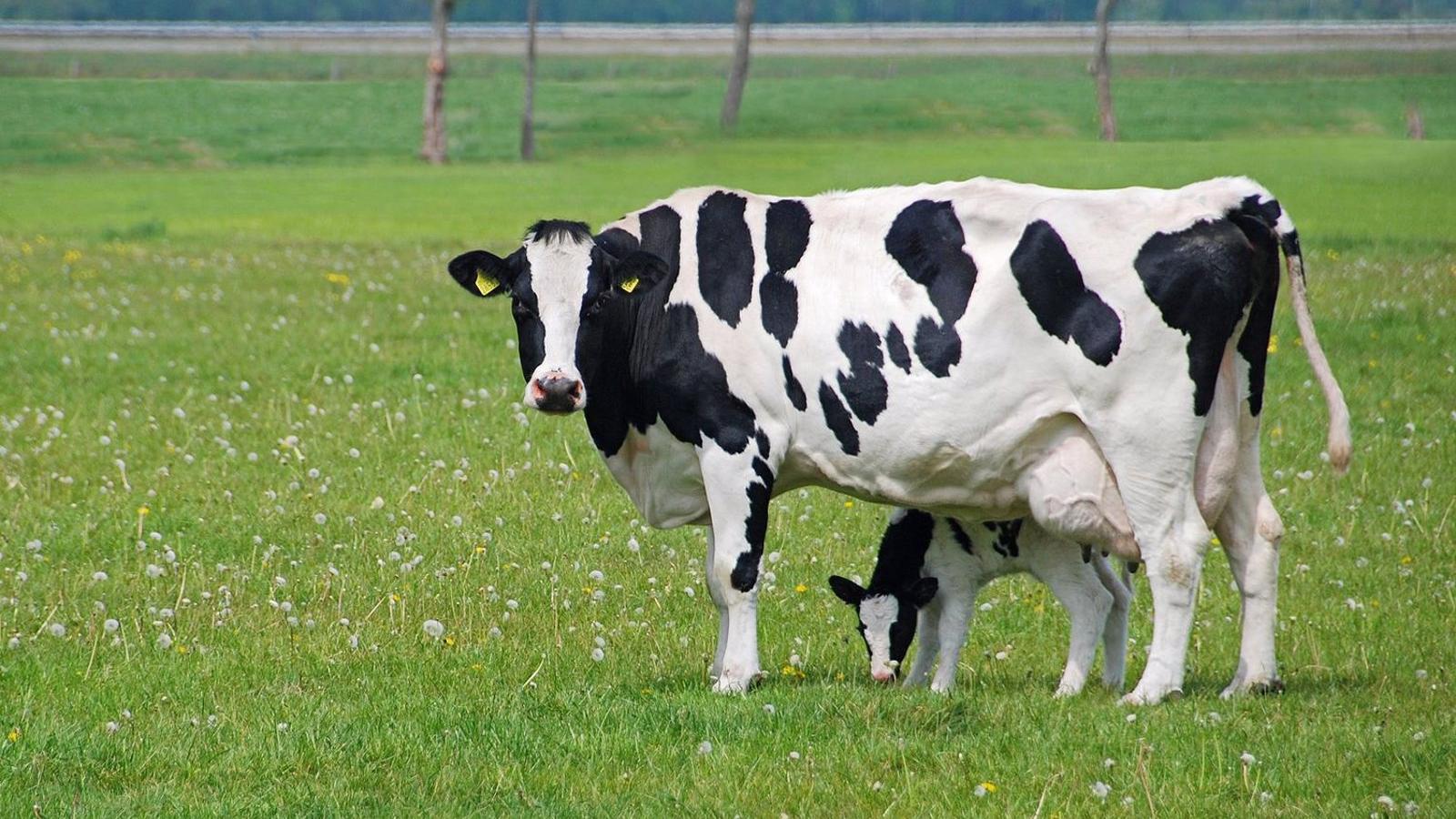 En la región solo quedan 30 explotaciones ganaderas de leche de vaca