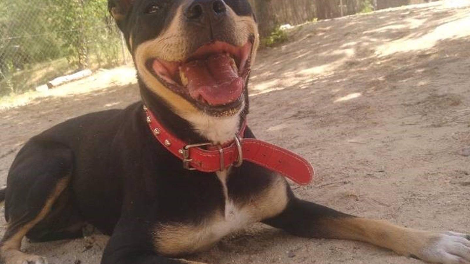 Hasta 385 perros y 315 gatos fueron adoptados en 2020 en el Centro de Protección Animal de Madrid