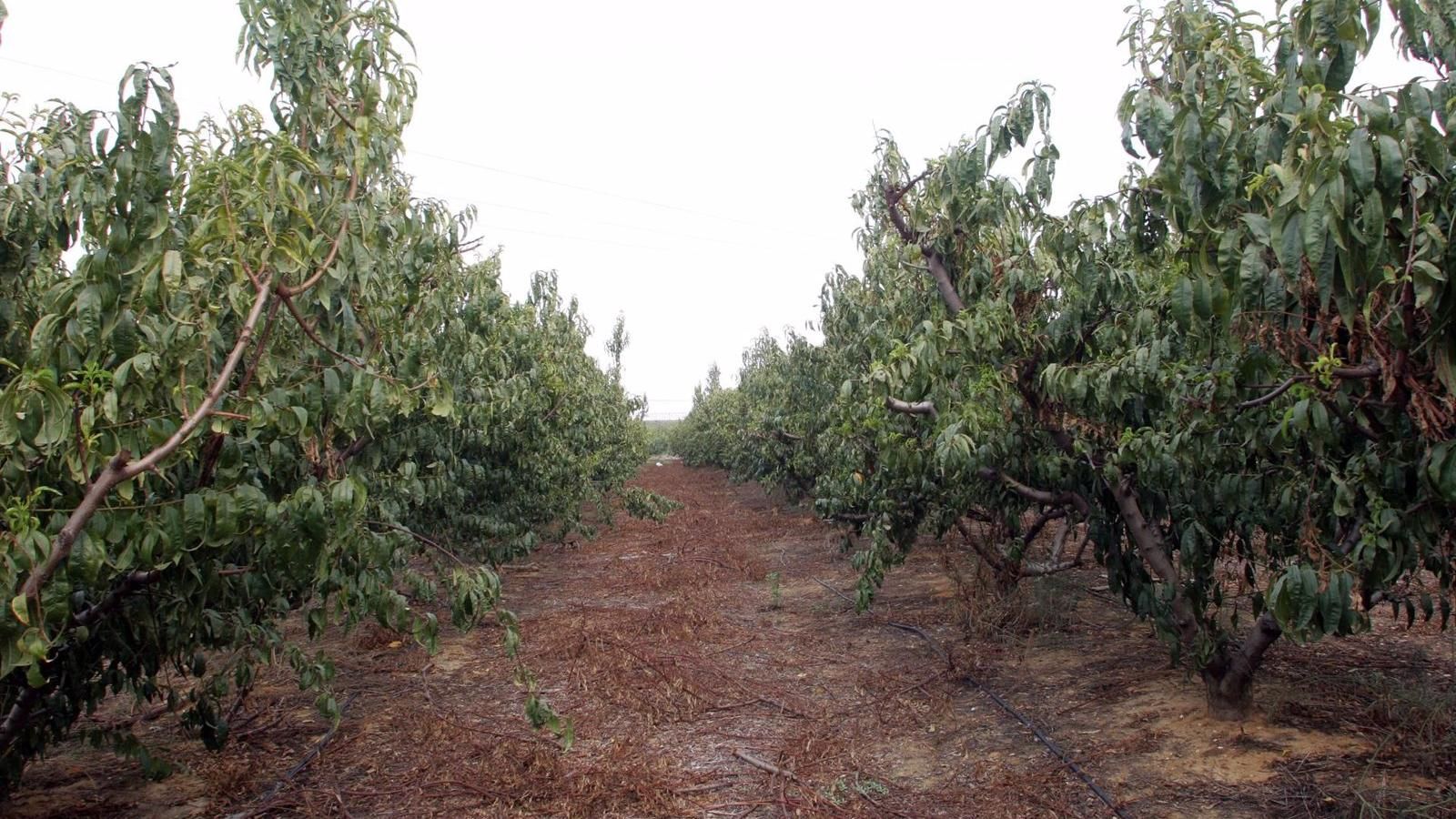 Arroyomolinos plantará más de 3.400 árboles en vías urbanas y espacios públicos del municipio