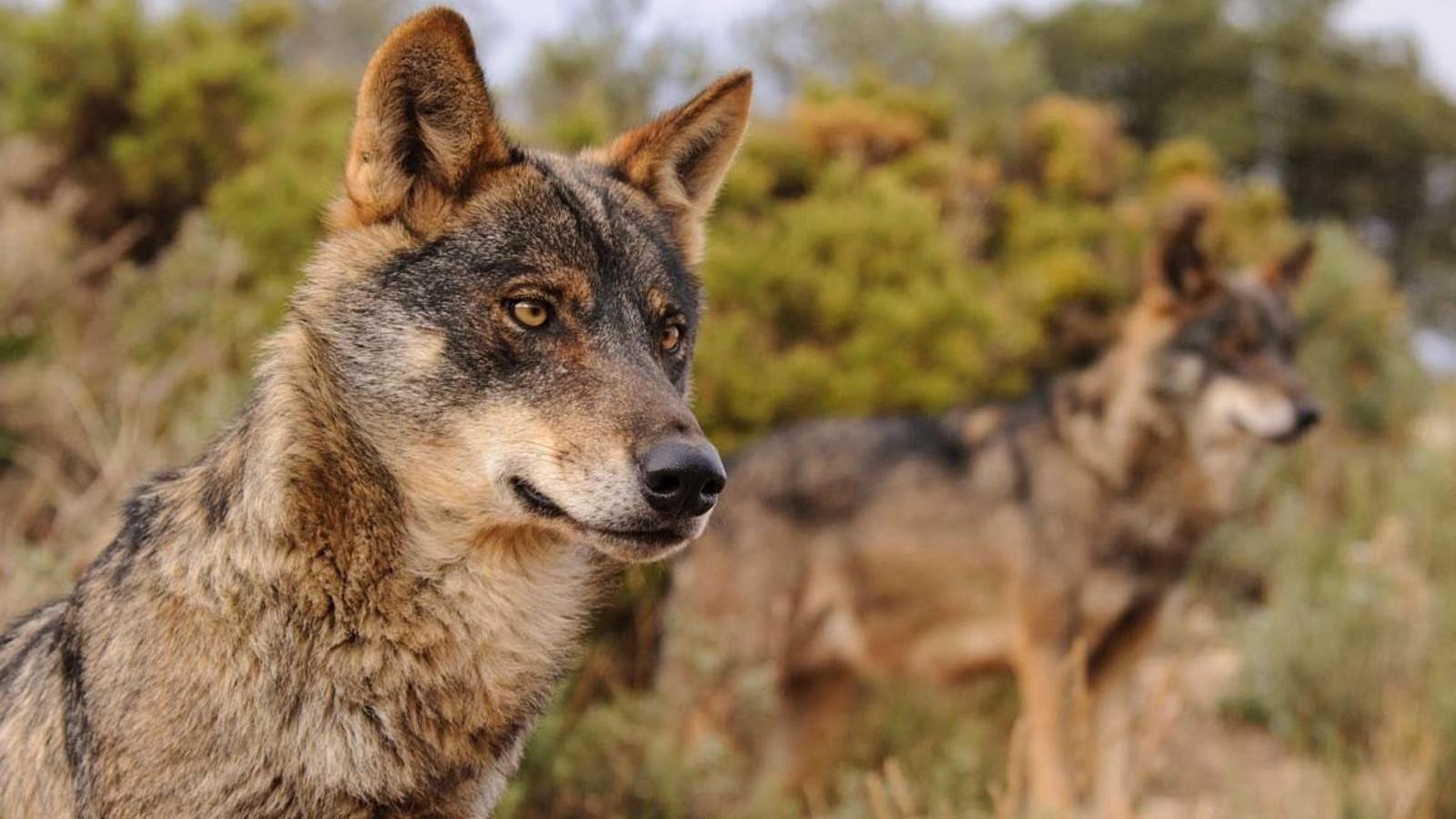 Los ganaderos madrileños acusan al Gobierno regional de convertirse "en un enemigo más" ante la inacción ante los ataques de lobos