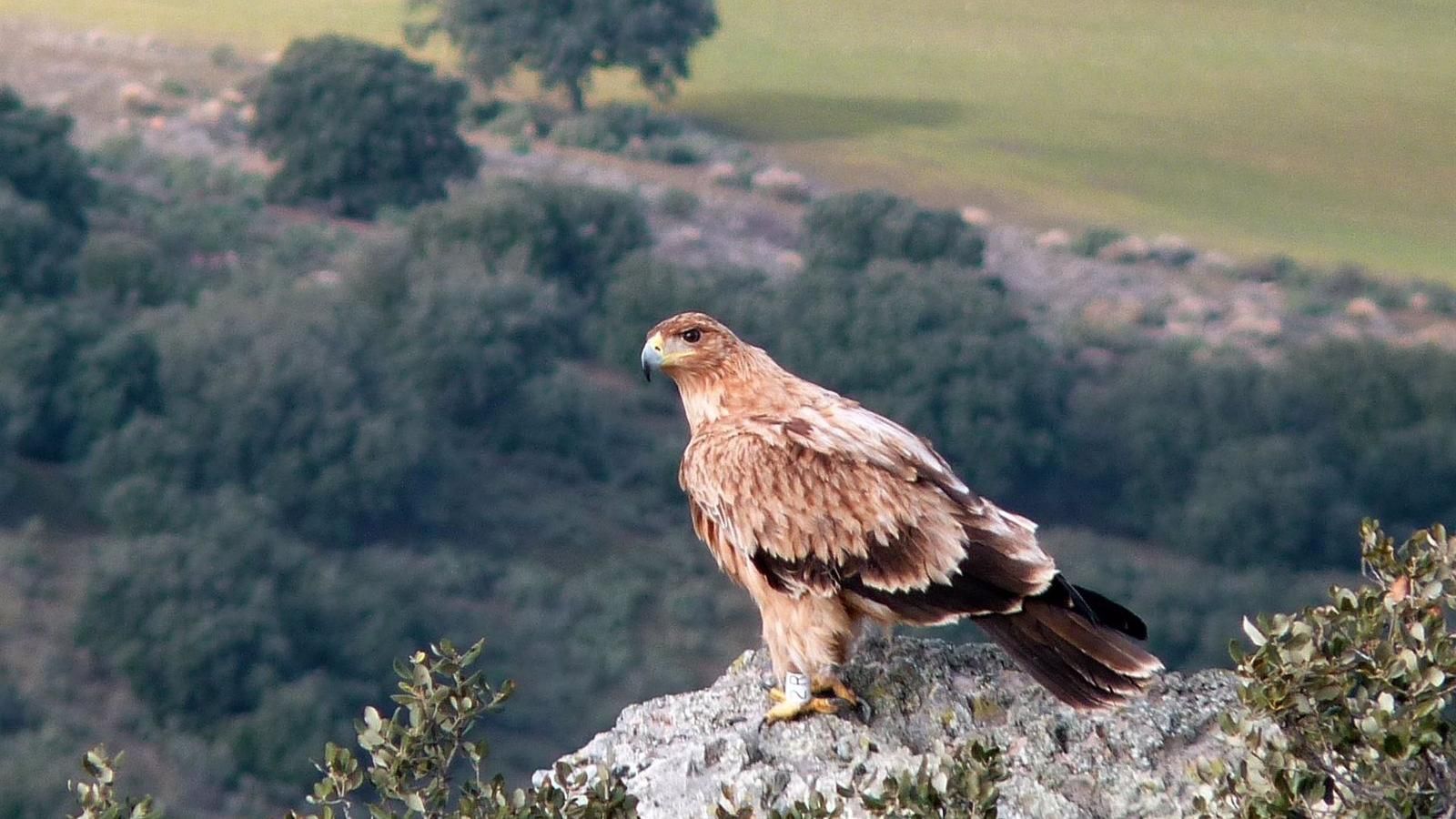 Rescantan un pollo de águila imperial ibérica en el Monasterio de El Escorial