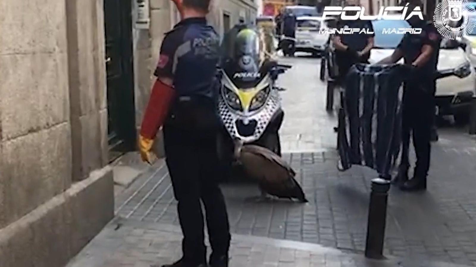 Rescatan un buitre desorientado y agotado en pleno centro de Madrid