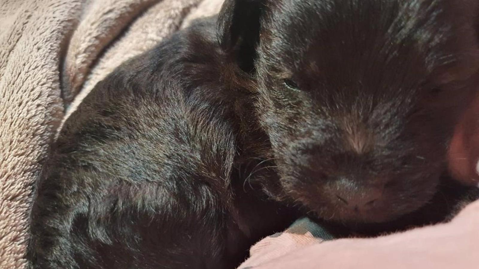 Las protectoras de Madrid alertan del aumento del abandono de mascotas en verano