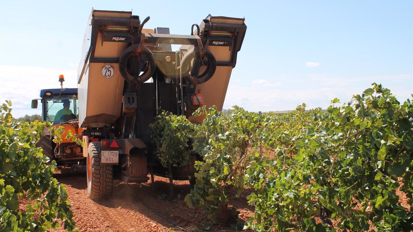 Los agricultores madrileños adelantan la vendimia por las altas temperaturas