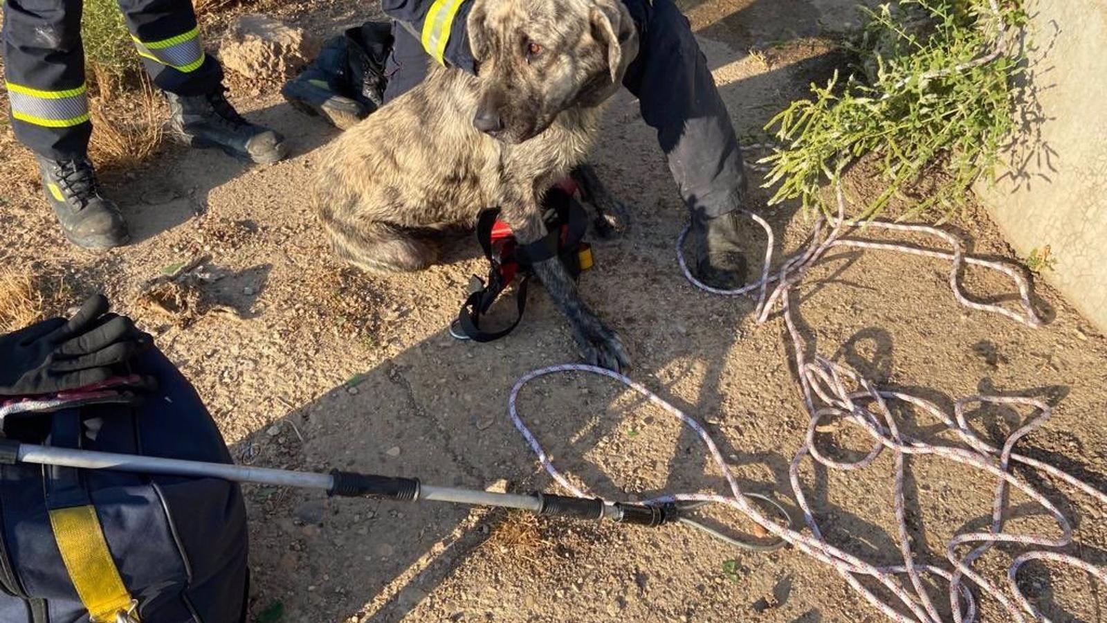  Rescatado en estado saludable un perro atrapado en un pozo de cuatro metros de profundidad en Alcalá de Henares
