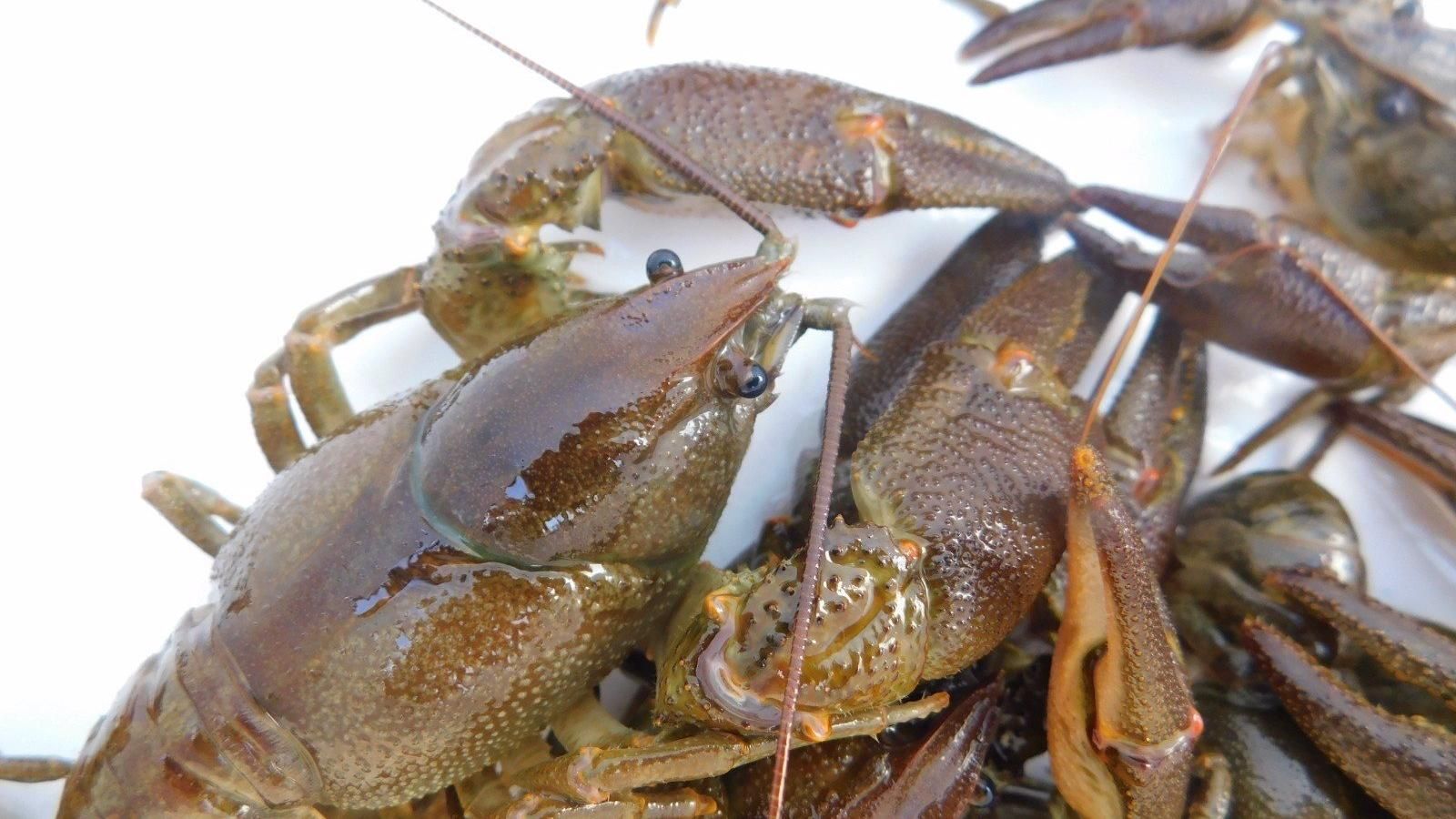 Encuentran una colonia de cangrejo de río autóctono de la Península Ibérica, que se consideraba extinto en la región