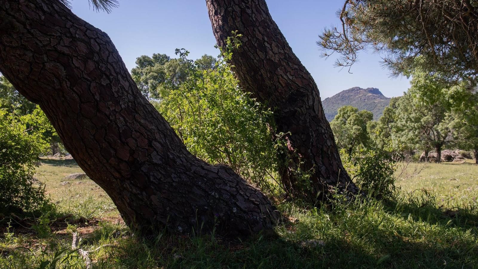 Los ganaderos madrileños avisan de nuevos ataques de lobo en Colmenar Viejo