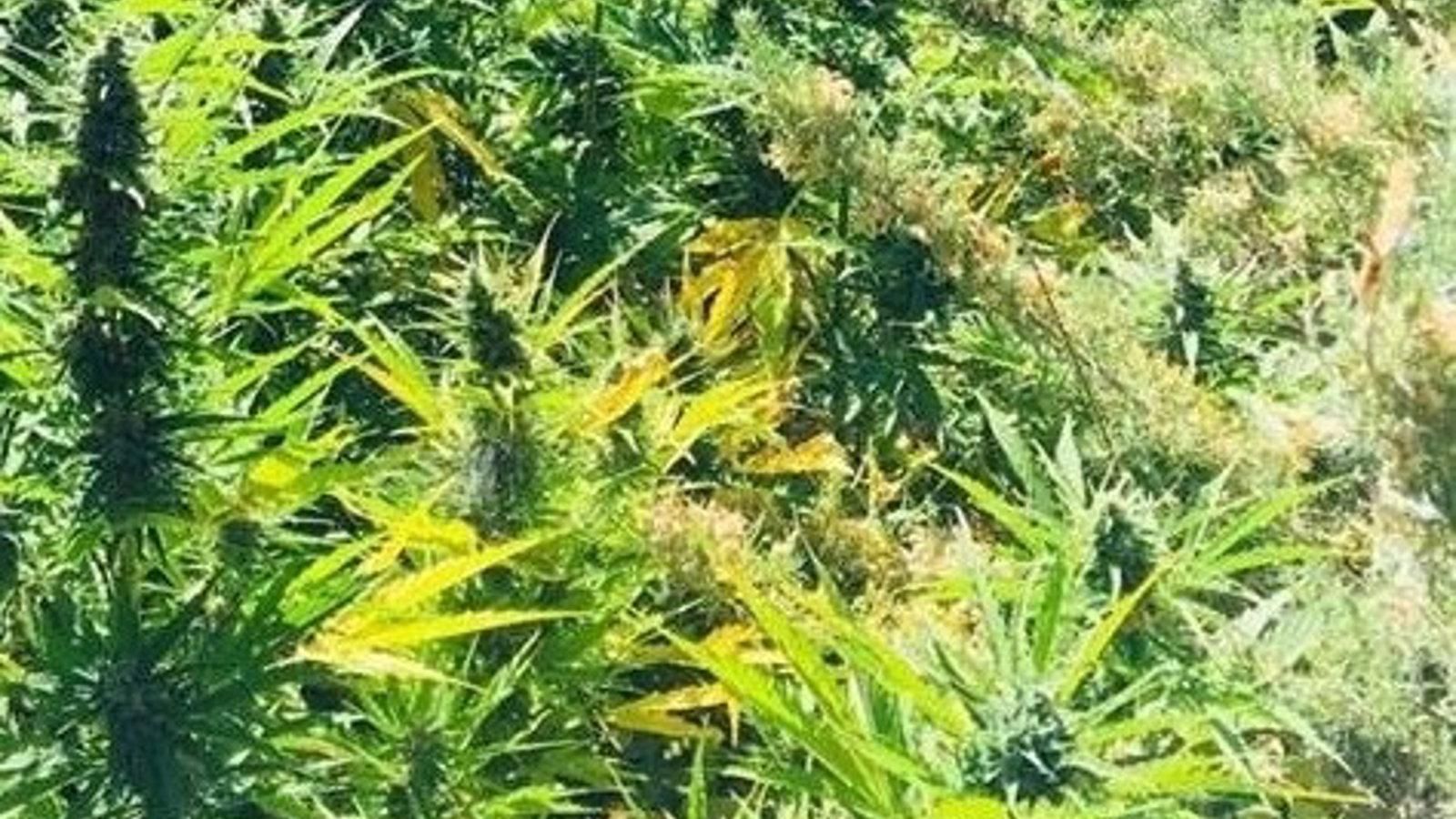 Ocho detenidos por tráfico de drogas en Latina tras taponar un desagüe intentando deshacerse de marihuana