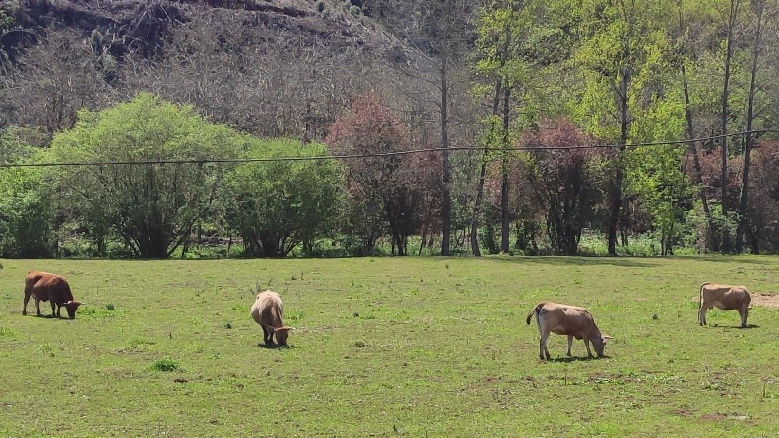 El Gobierno aprueba el decreto que obligará a los mataderos a tener sistemas de videovigilancia