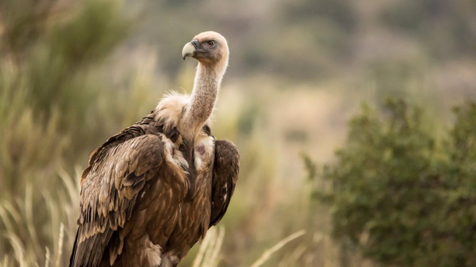 Los bomberos rescatan el cuerpo sin vida de buitre leonado en el tejado de una vivienda en Villanueva de la Cañada