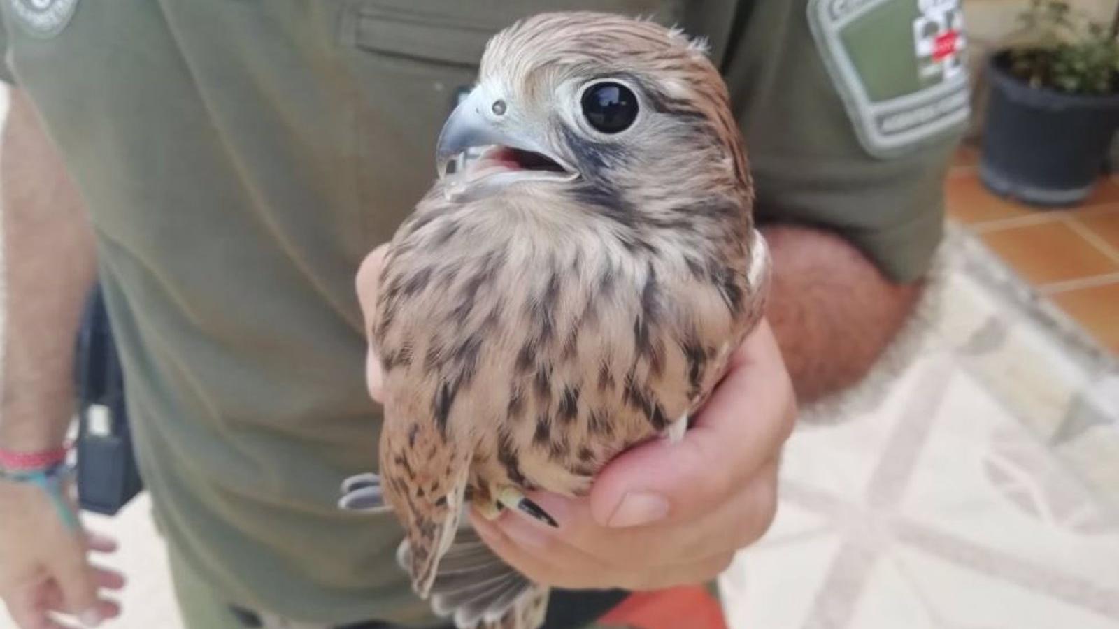  Rescatado en buenas condiciones un cernícalo común en la cárcel de Extremera