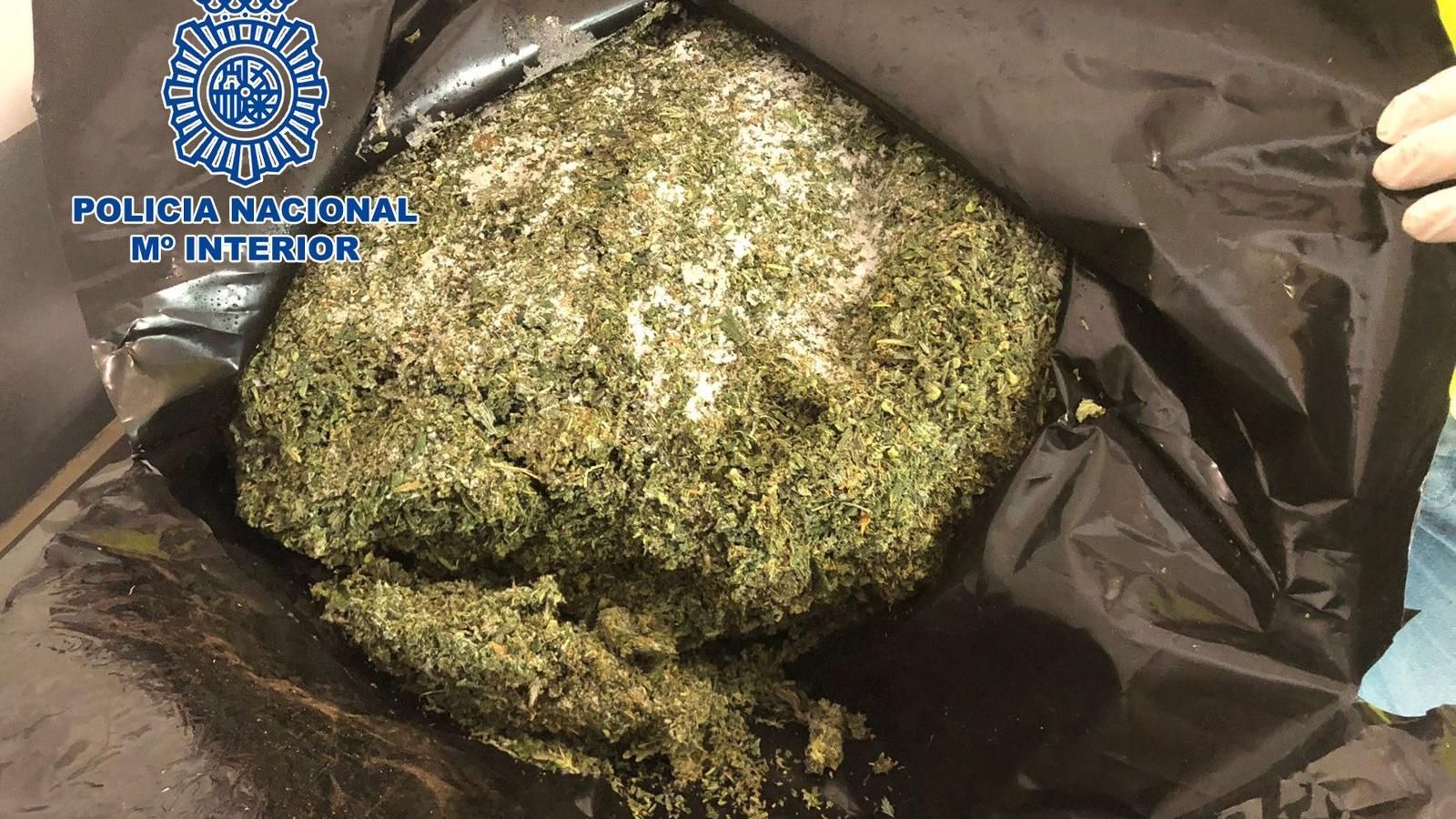 Desmantelado un cultivo indoor de marihuana en Humanes con 1.600 plantas