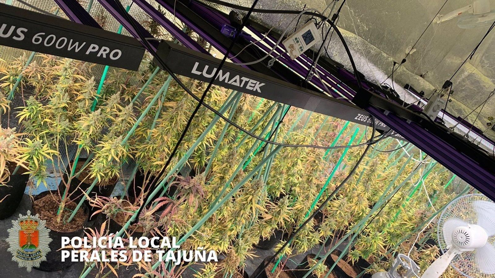  Desmantelado un invernadero con 280 plantas de marihuana en Perales de Tajuña