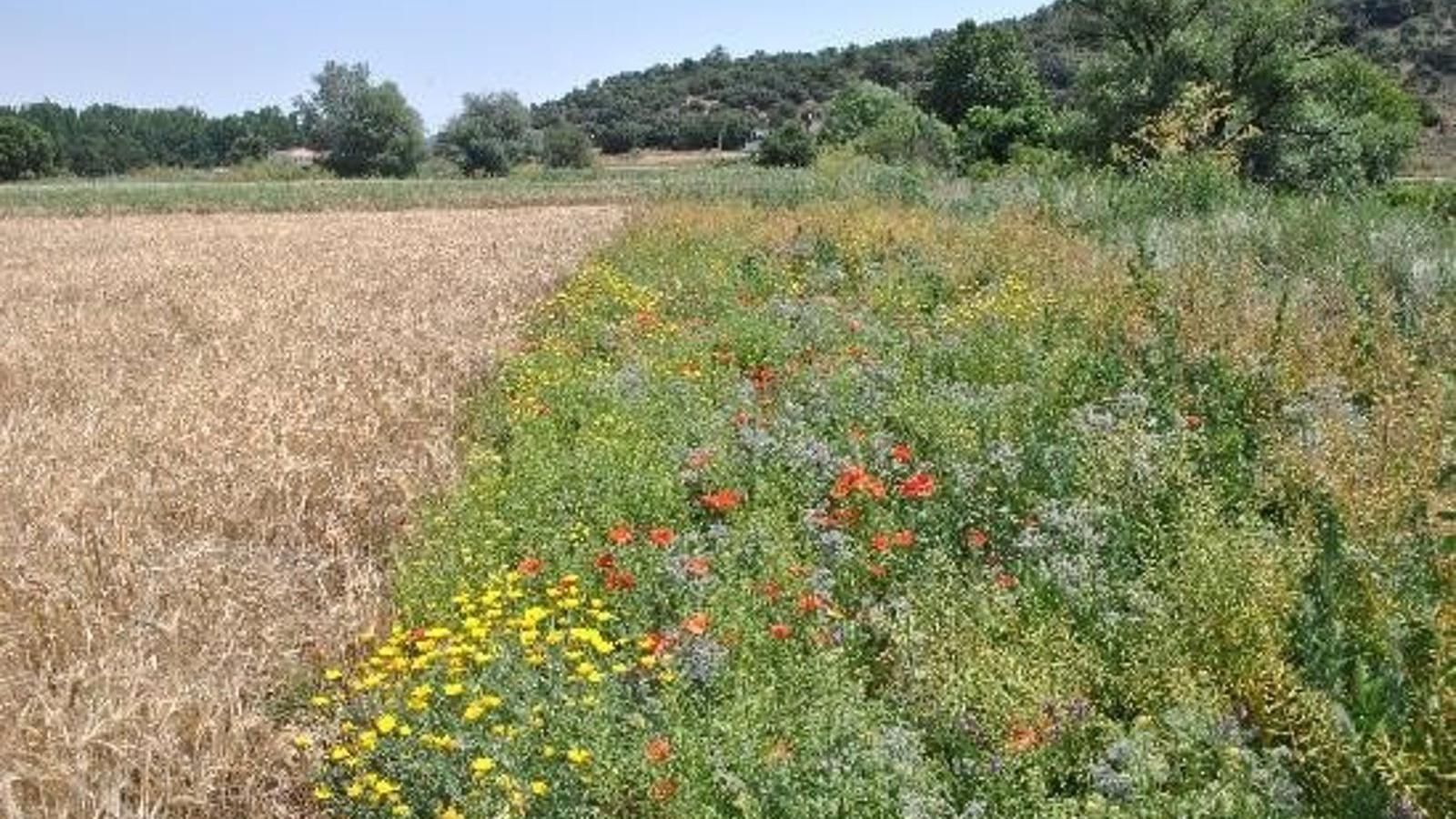 Un estudio de agricultores madrileños demuestra que sembrar flores en las lindes de los cultivos mejora su productividad