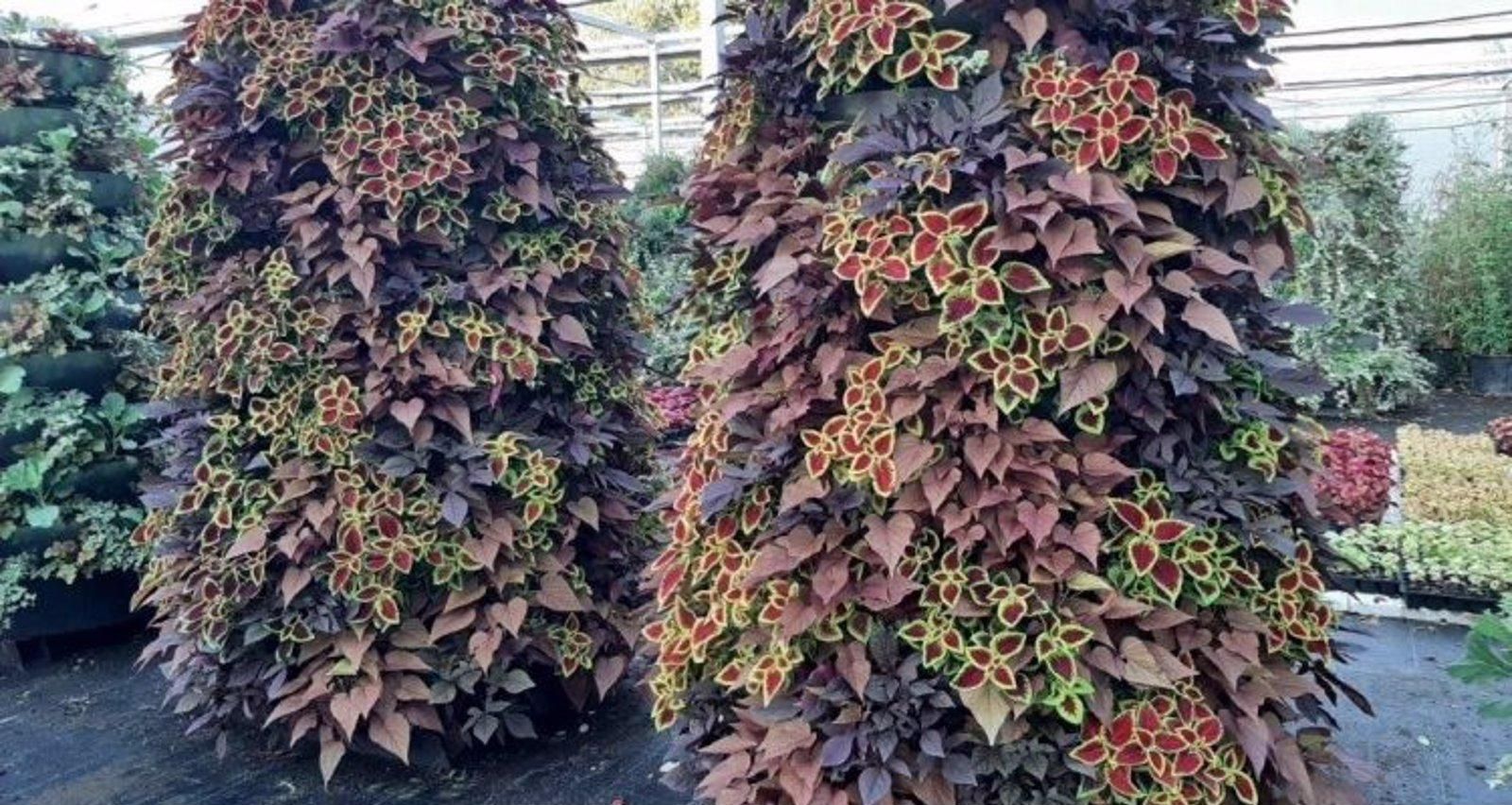 Madrid da la bienvenida al otoño colocando 66 pirámides vegetales en varios puntos de la capital