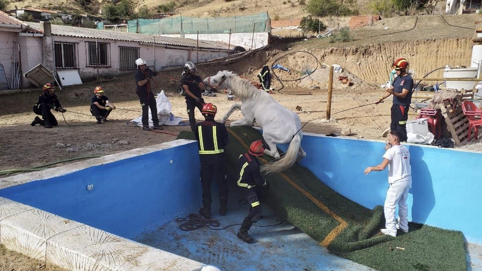 Los bomberos rescatan a un caballo que se cayó a una piscina vacía en una finca de El Molar