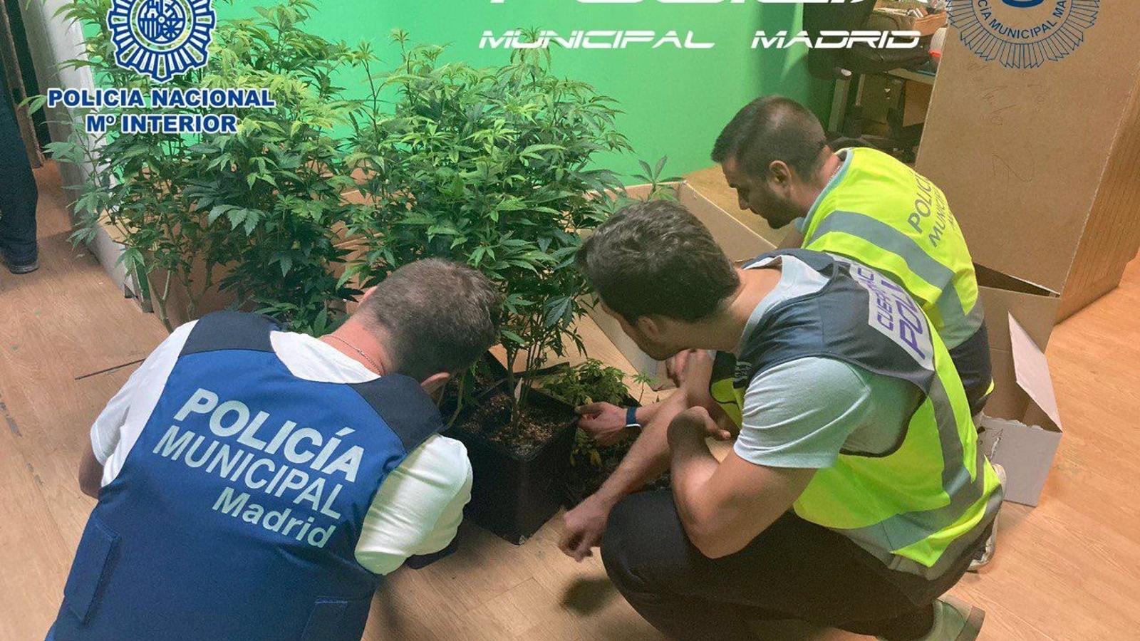 Detenidos los cuatro regentes de un local de Hortaleza que era punto de distribución de hachís y marihuana