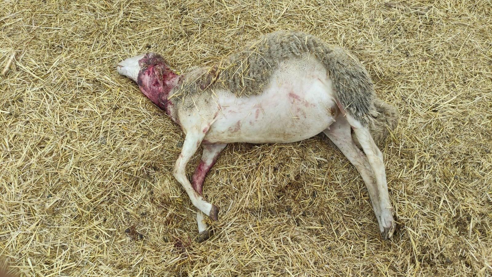 Asaja se muestra satisfecha por el aumento de las indemnizaciones regionales por ataque de lobo