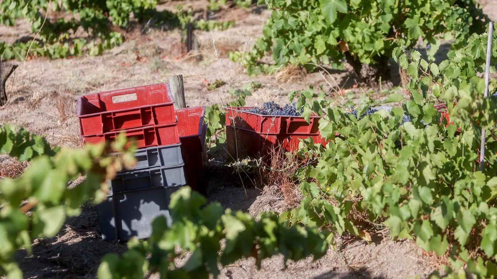 La vendimia pone punto y final en la región con 9 millones de kilos de uva recogida "de muy buena calidad"