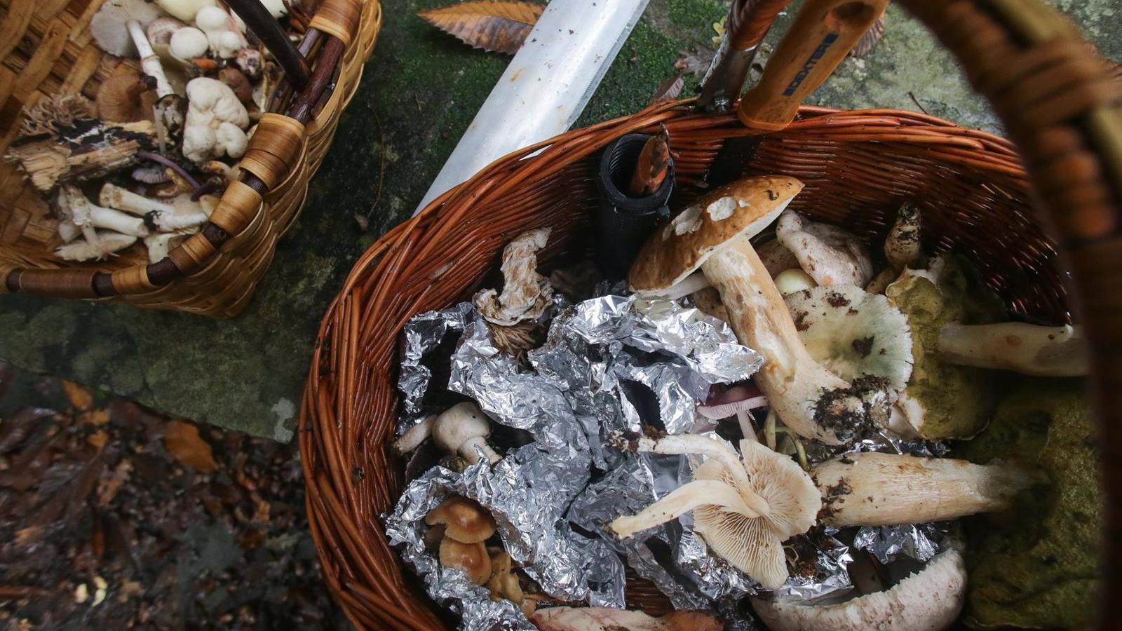 Los peligros de recoger setas sin conocer sus variedades