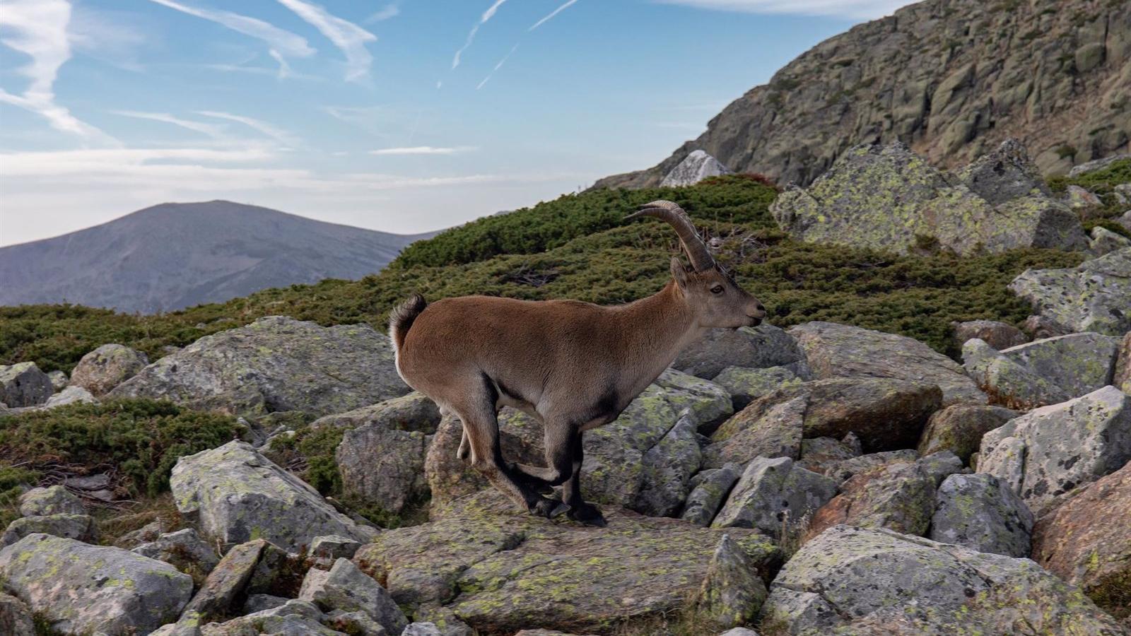 El TSJM anula de forma parcial el Plan Rector del Parque Nacional de la Sierra de Guadarrama