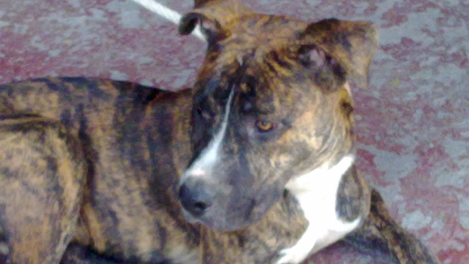  Un policía municipal dispara una táser para frenar a un pitbull que asesinó a otro perro el sábado