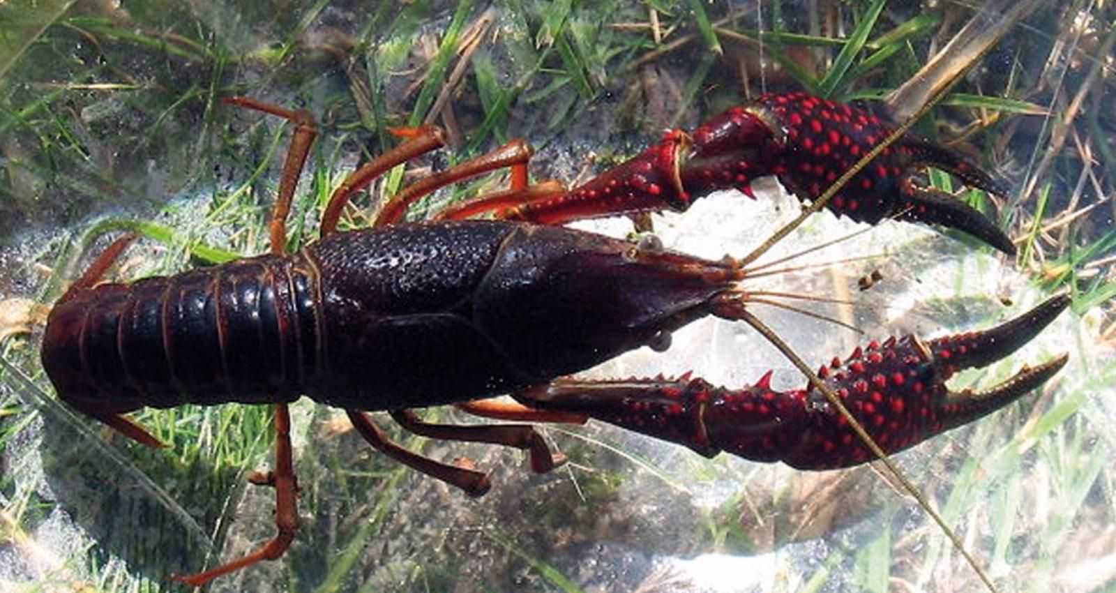 El Gobierno regional destina cerca de 750.000 euros para controlar 12.000 especies invasoras 