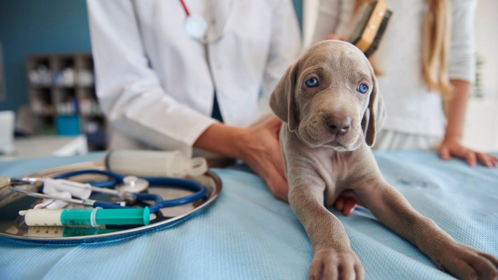Los veterinarios avisan de que la ley de bienestar animal fallará en su aplicación y no los protegerá "como es debido"