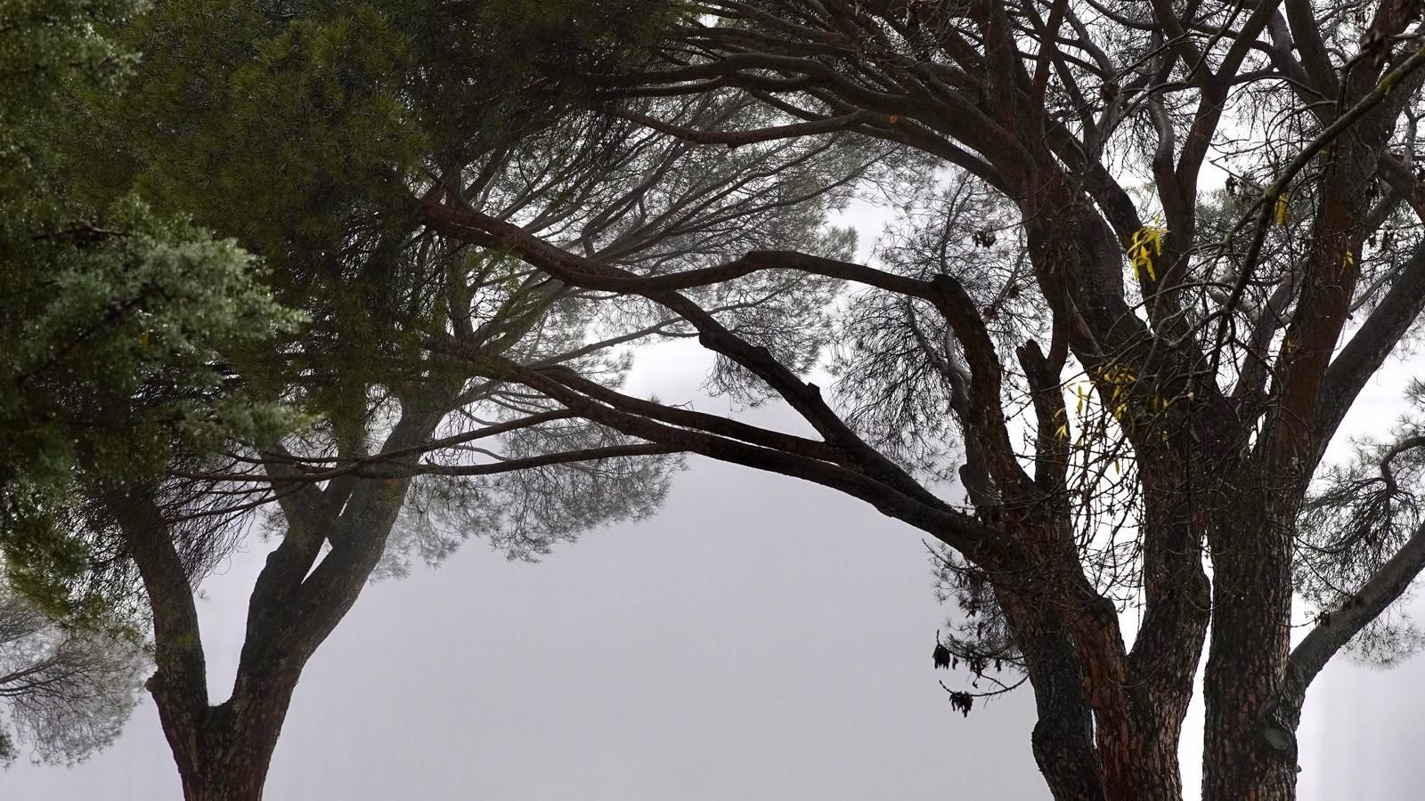 La remodelación de la zona de los Doce Apóstoles en Las Rozas creará nuevos caminos, zonas estanciales y un parque infantil