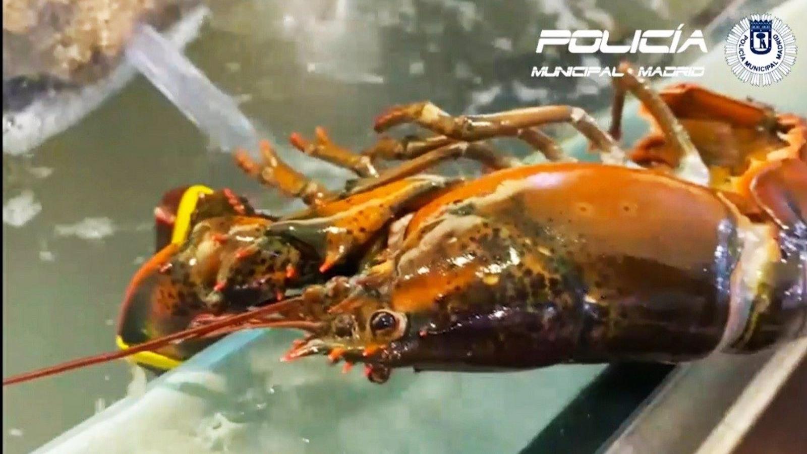 Requisados 100 kilos de pescado y 22 de cangrejos de prohibida comercialización en varios locales de Usera