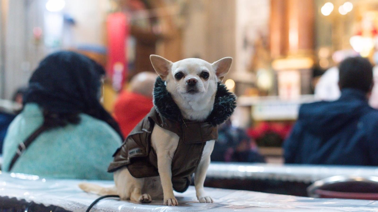 Los perros de asistencia son los protagonistas de las fiestas de San Antón en Madrid