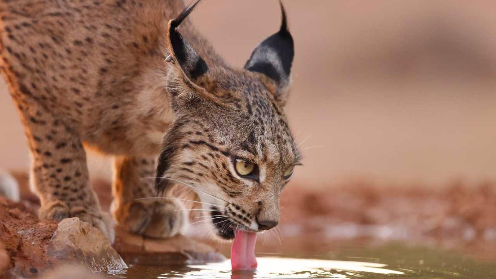 La Comunidad de Madrid identifica el espacio para reintroducir el lince ibérico y registra 83 parejas de águila imperial