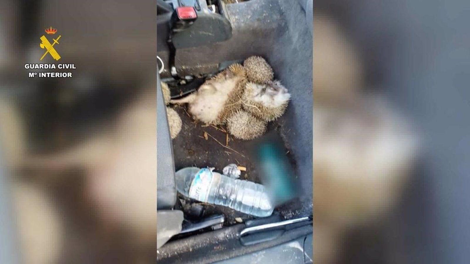  Detenidas cinco personas por la caza ilegal de erizos en la región