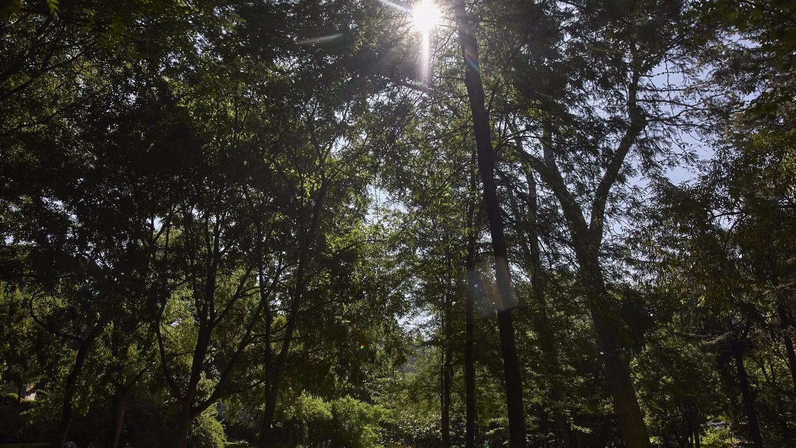 85 obras para mejorar las zonas verdes de la capital durante este mandato