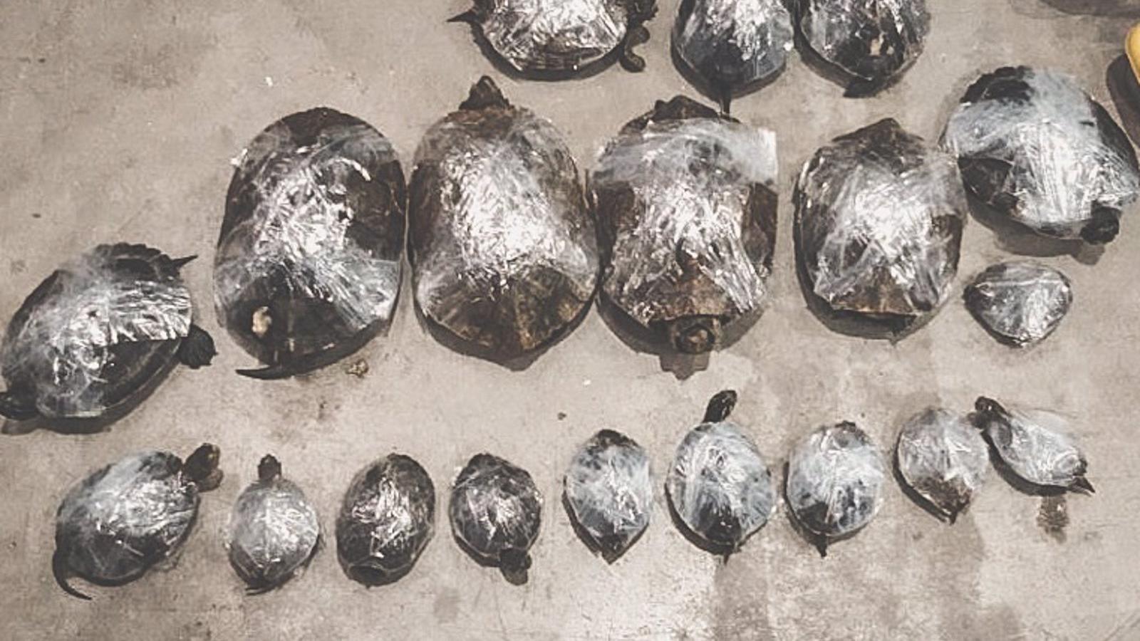 Agentes Forestales rescatan una treintena de galápagos en malas condiciones en una empresa de Arganda