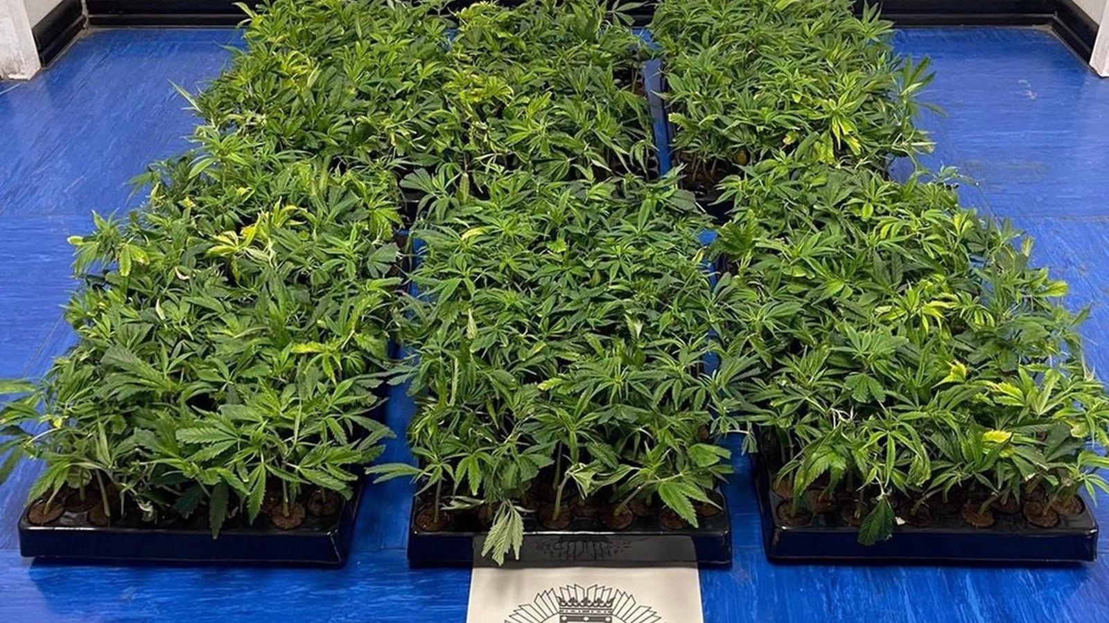  Detenida en Carabanchel cuando transportaba en una furgoneta 858 plantas de marihuana